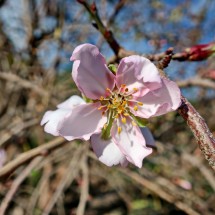 Almond blossom on January 12th!